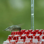 Hanging Garden Feeding Station for Hummingbird Nectar