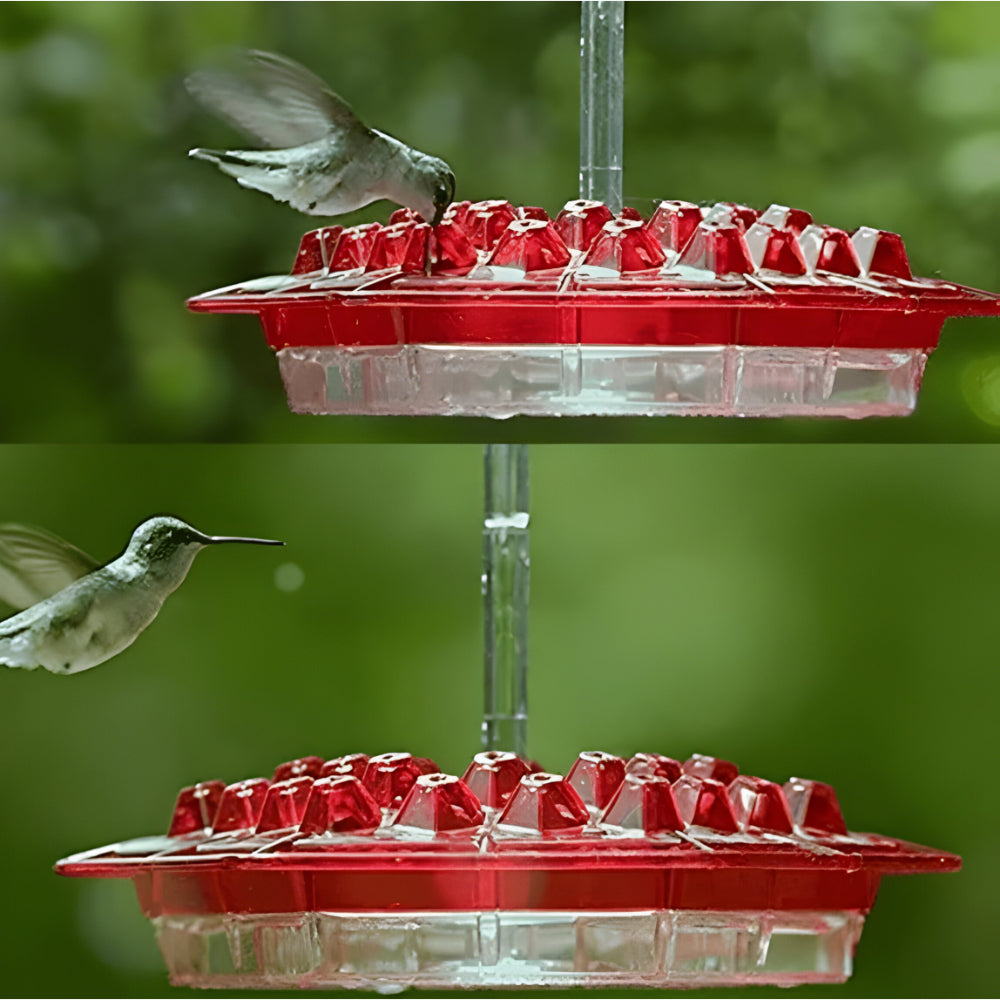 Hanging Garden Feeding Station for Hummingbird Nectar