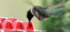 Hanging Feeder for Hummingbirds with Nectar Tray and Ant Guard