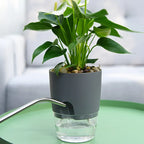 Self-Watering Plant Pot 20-Day Reservoir Transparent Base