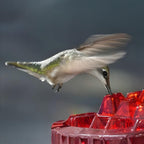 Hanging Garden Feeding Station for Hummingbird Nectar