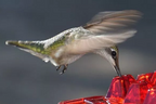 Hanging Feeder for Hummingbirds with Nectar Tray and Ant Guard