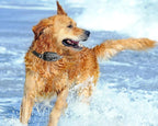 Dog Training Collar with Remote Control