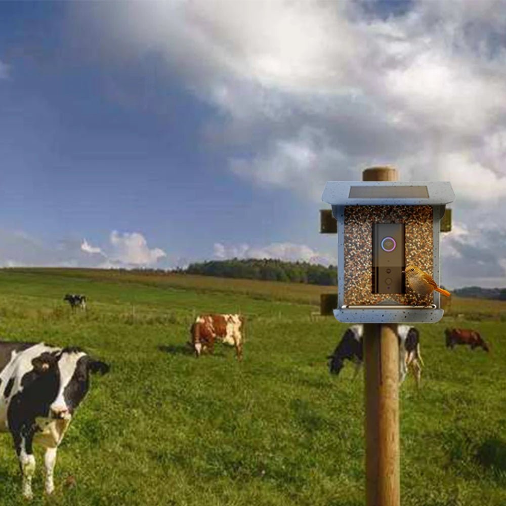 Smart Outdoor Bird Feeder with Camera View