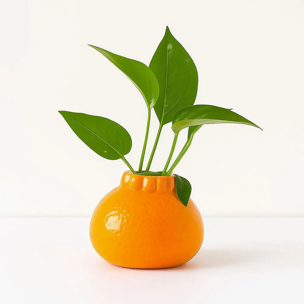 Vibrant Citrus Charm Plant Holder
