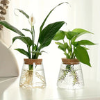 Stylish Glass Plant Growth Station