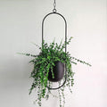 Modern Minimalist Iron Hanging Planter for Indoor Plants