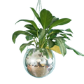 Vibrant Reflective Plant Holder