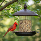 360-Degree Perch Metal Bird Feeder for Simple Refilling and Cleaning