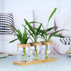 Crystal Clear Hydroponic Display Vase