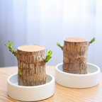 Decorative Pot with Lucky Bamboo Plant for Air Purification