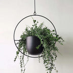 Minimalist Wall Plant Hanger - Space-Saving Design for Indoor Plants