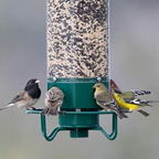 Squirrel-Resistant Avian Feeder with Spinning Defense