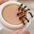 Ant Bait Capsules Ready-To-Use Long-Lasting Indoor & Outdoor