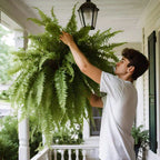 Artificial Boston Fern Lifelike UV-Protected & Water-Resistant