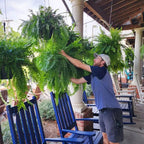 Artificial Boston Fern Lifelike UV-Protected & Water-Resistant