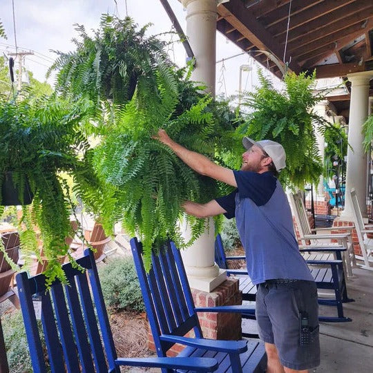 Artificial Boston Fern Lifelike UV-Protected & Water-Resistant