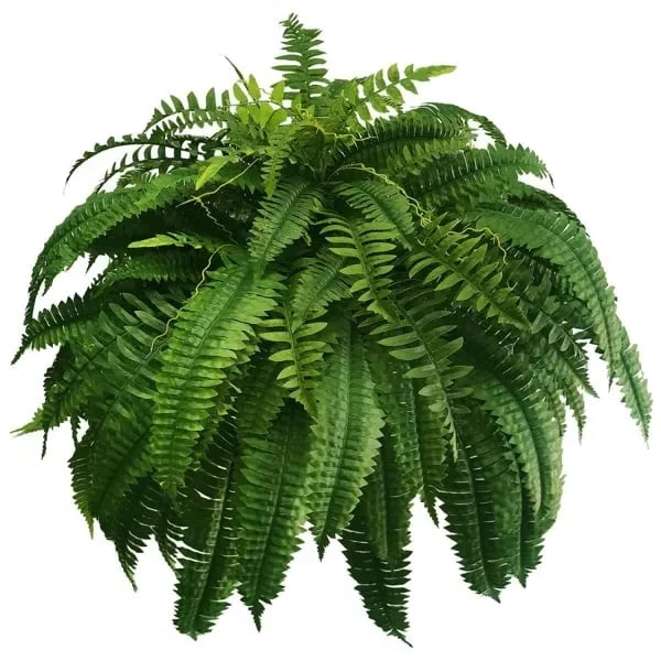 Artificial Boston Fern Stems Set of 18 UV Resistant