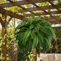 Artificial Boston Fern UV-Resistant Realistic 20.5 Inch