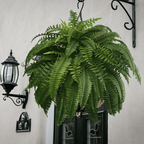 Artificial Boston Fern UV-Resistant Realistic Set of 18