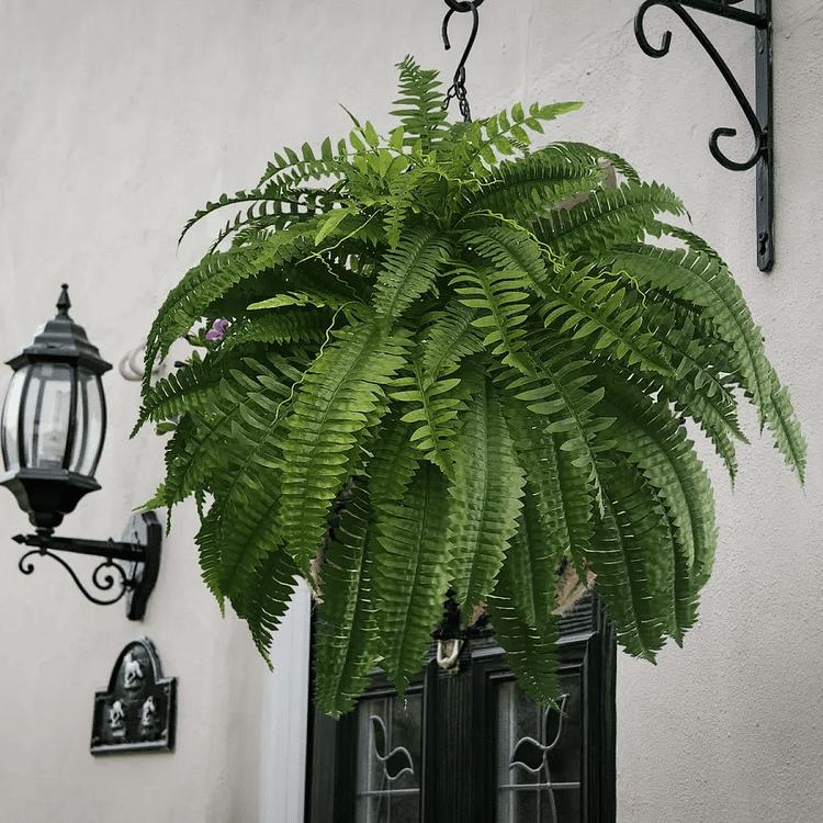 Artificial Boston Fern UV-Resistant Realistic Set of 18