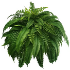 Artificial Boston Fern UV-Resistant Realistic Set of 18