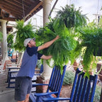 Artificial Boston Fern UV-Resistant Washable 18 Full Fronds