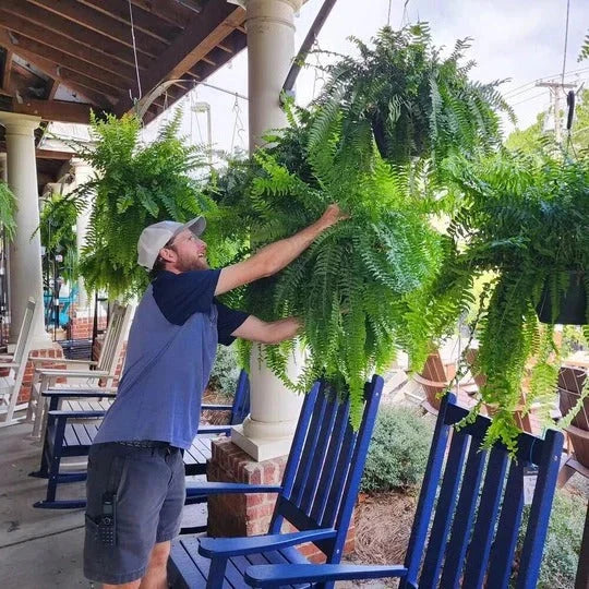 Artificial Boston Fern UV-Stable Washable 18 Fronds
