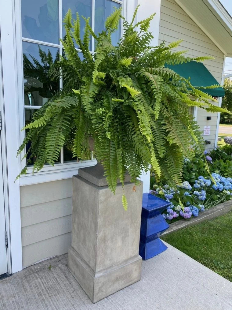 Artificial Boston Ferns UV-Resistant & Realistic Set of 18