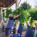 Artificial Ferns UV-Resistant Water-Shedding Set of 18