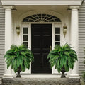 Artificial Hanging Boston Fern UV-Resistant Adjustable Stems