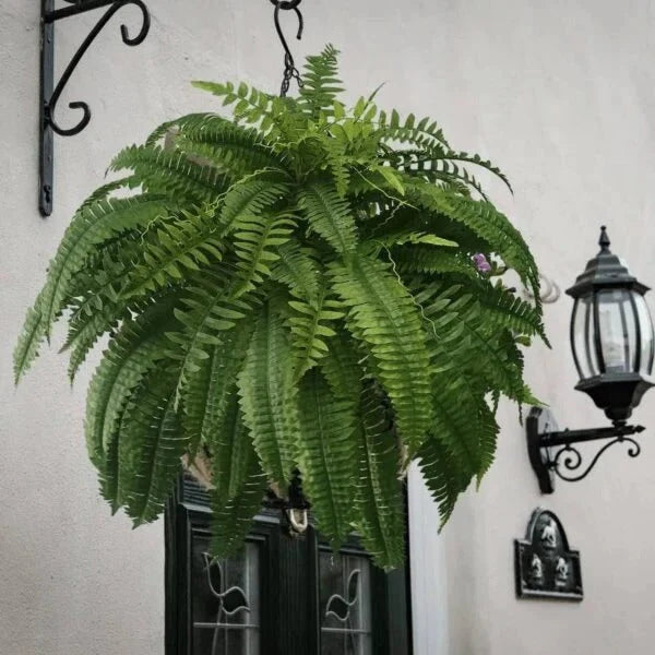 Artificial Hanging Boston Fern UV-Resistant Adjustable Stems