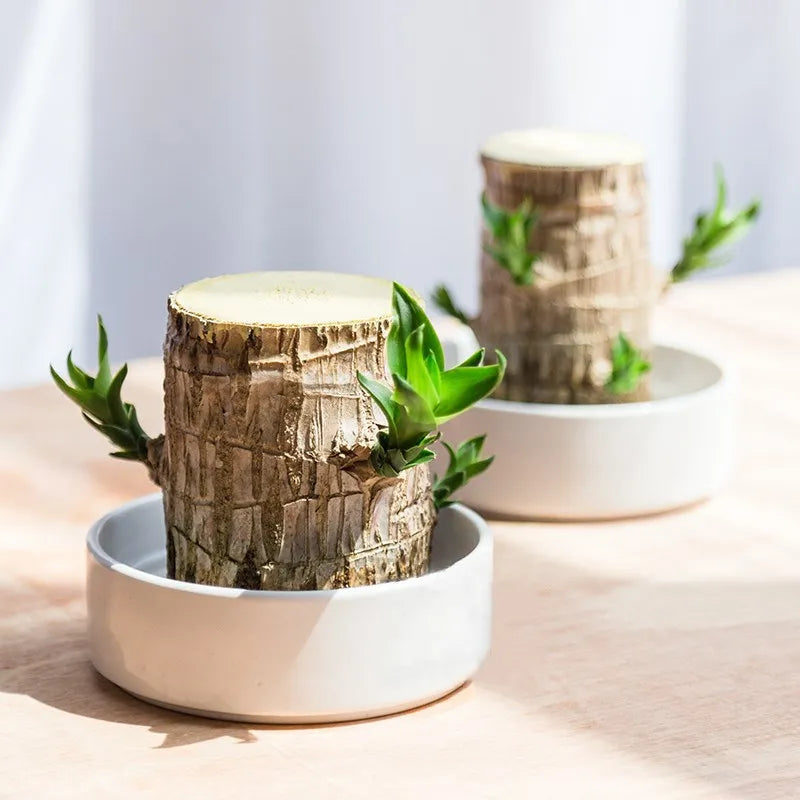 Artificial Plant Air-Purifying & Maintenance-Free