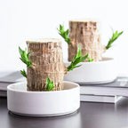 Artificial Plant Air-Purifying & Maintenance-Free