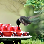 Bee-Resistant Hex-Port Hummingbird Feeder (12–14 oz)
