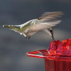 Bee-Resistant Hex-Port Hummingbird Feeder (12–14 oz)