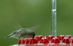 Bee-Resistant Hex-Port Hummingbird Feeder (12–14 oz)