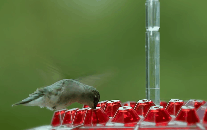 Bee-Resistant Hex-Port Hummingbird Feeder (12–14 oz)