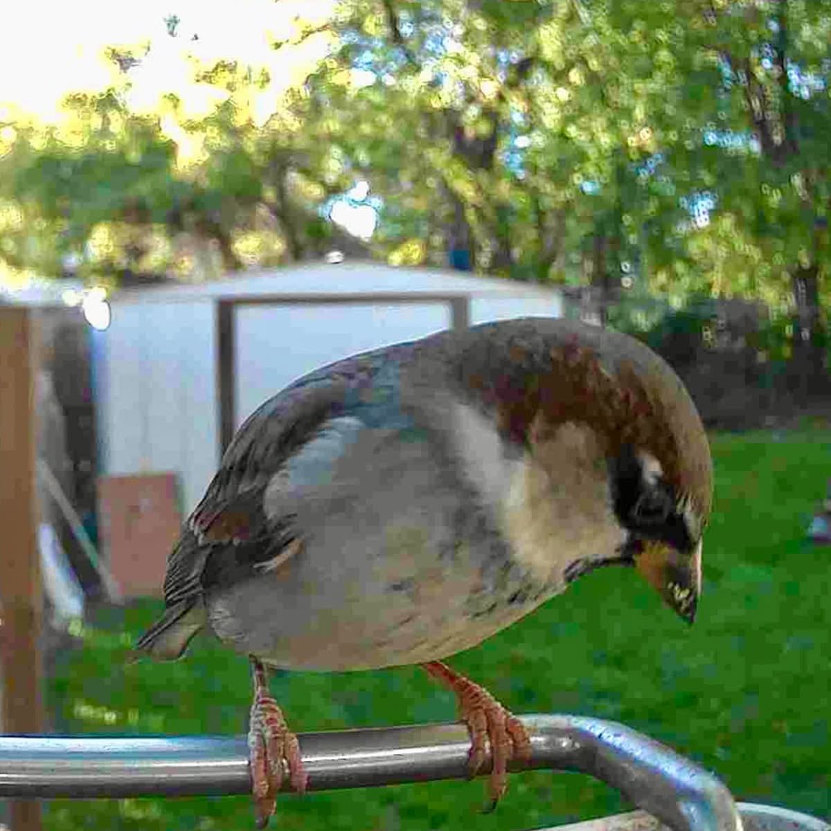 Bird Feeder Camera AI Identification 1080p Solar-Powered