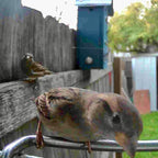 Bird Feeder Camera AI Identification 1080p Solar-Powered