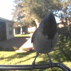 Bird Feeder Camera AI Identification 1080p Solar-Powered