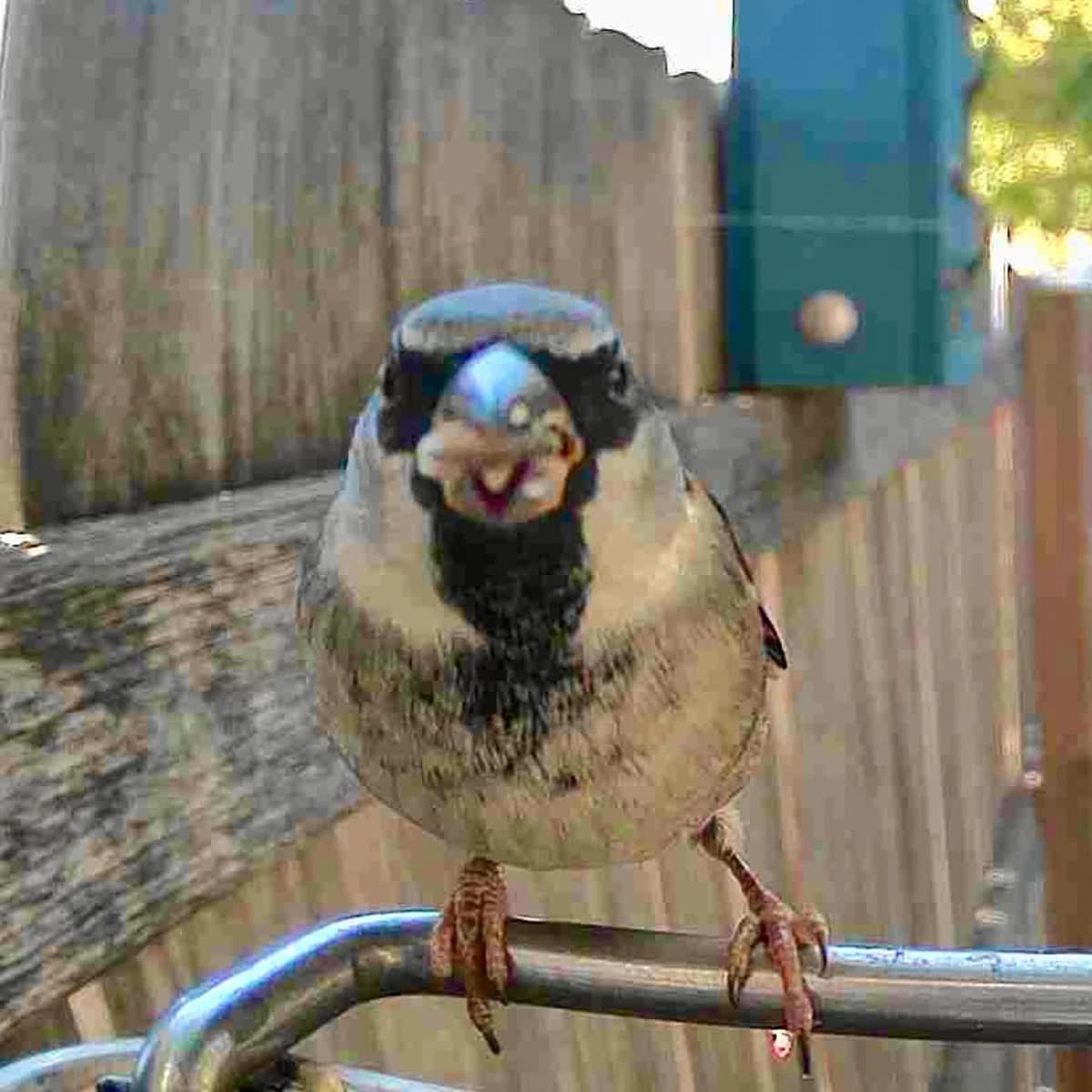 Bird Feeder Camera AI Identification 1080p Solar-Powered