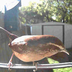 Bird Feeder Camera AI Identification 1080p Solar-Powered