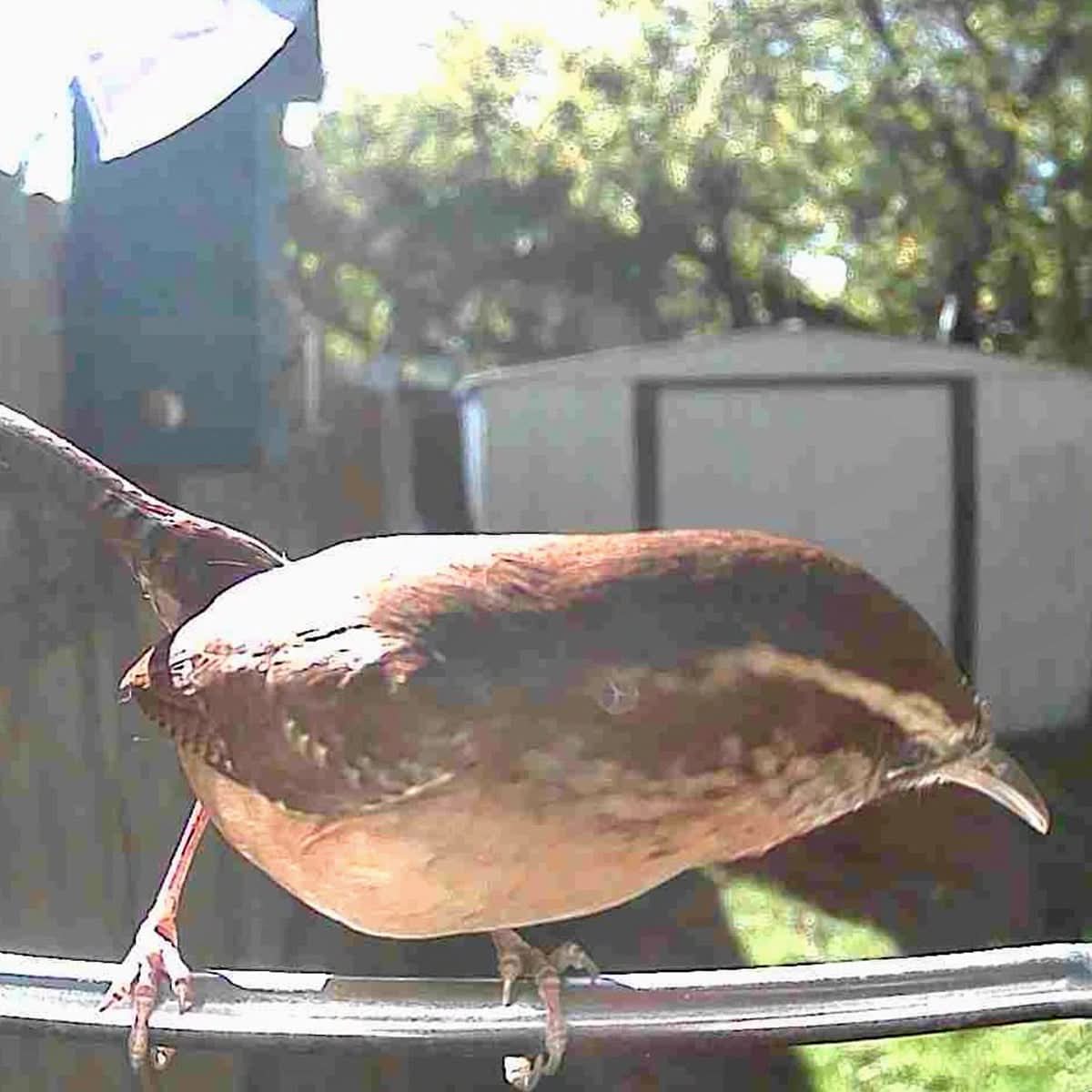 Bird Feeder Camera AI Identification 1080p Solar-Powered