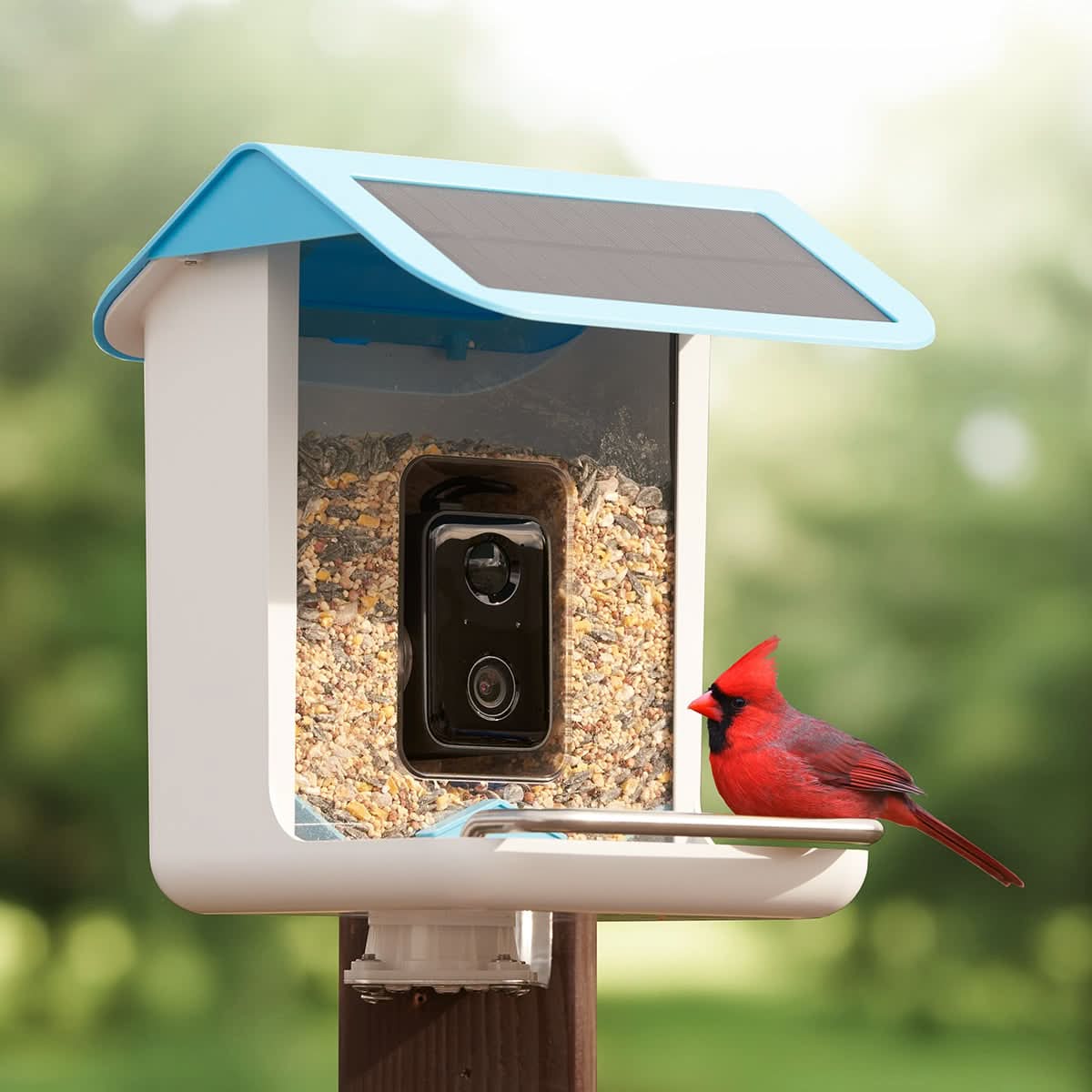 Bird Feeder Camera AI Identification 1080p Solar-Powered