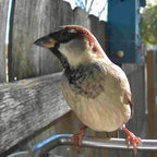 Bird Feeder Camera AI Identification 1080p Solar-Powered