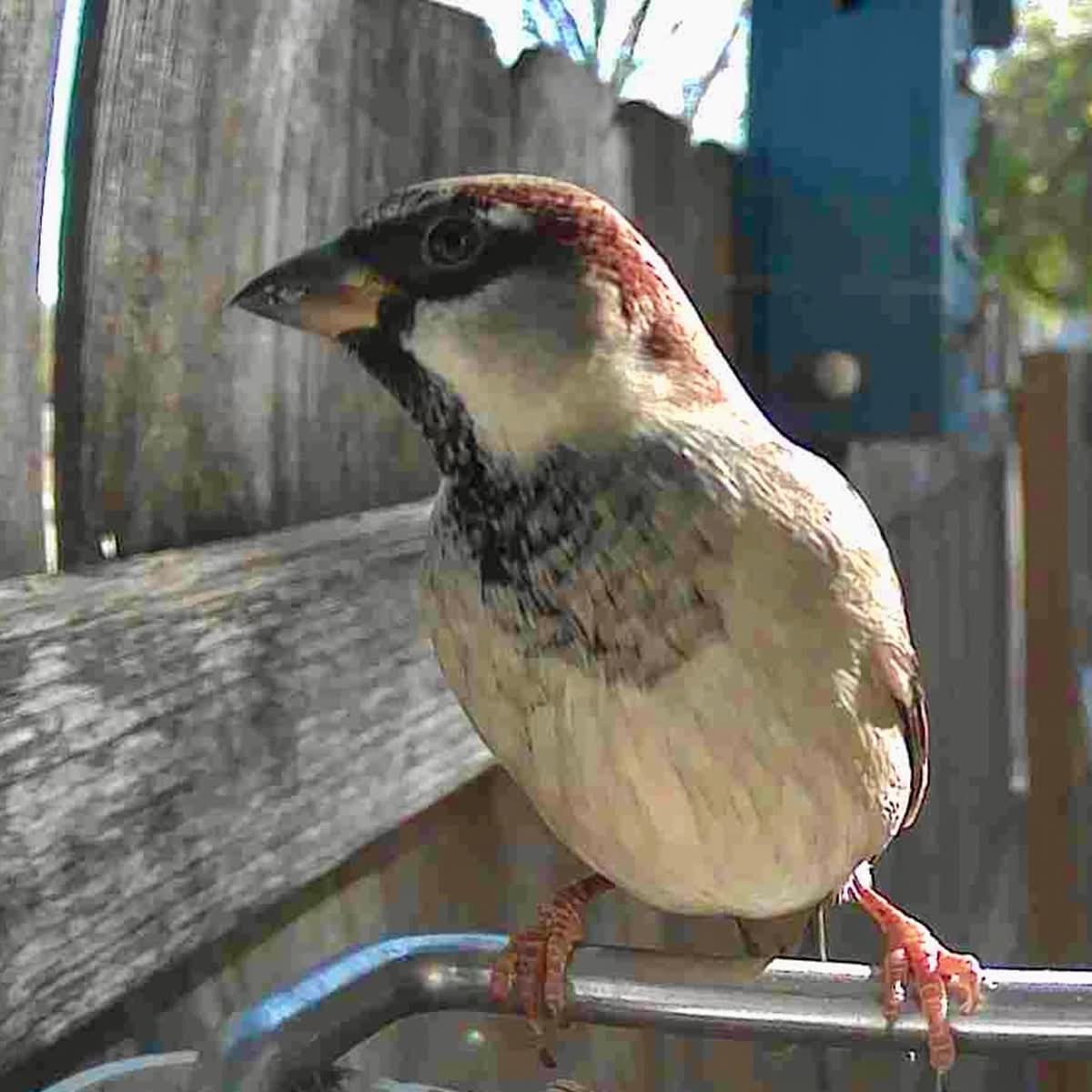 Bird Feeder Camera AI Identification 1080p Solar-Powered
