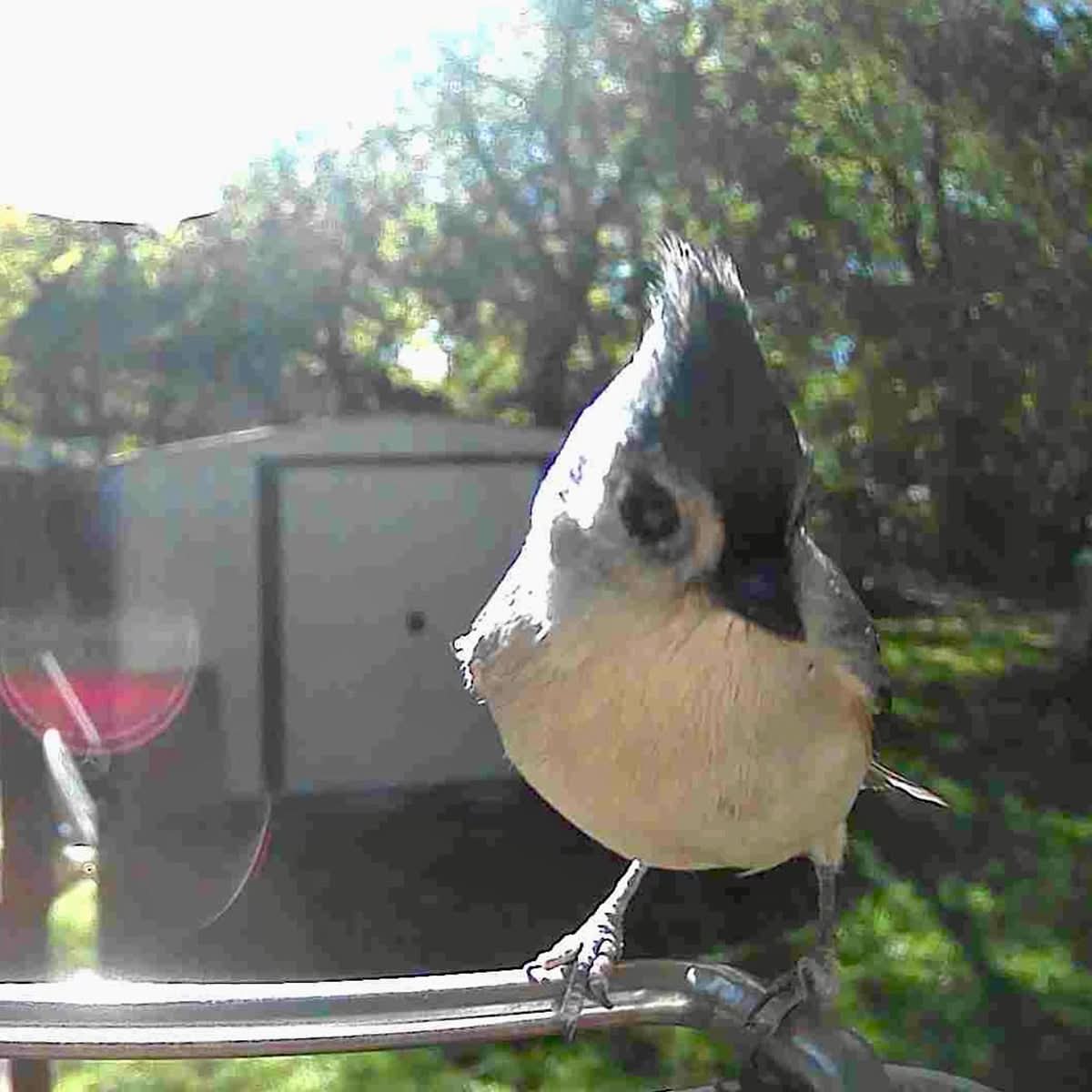 Bird Feeder Camera AI Identification 1080p Solar-Powered
