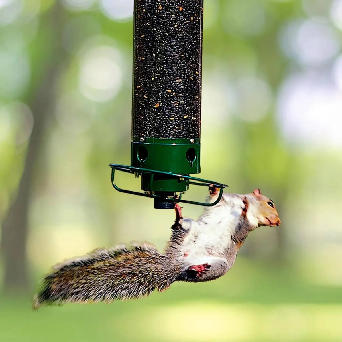Bird Feeder Squirrel-Proof Hanging Polycarbonate & Metal