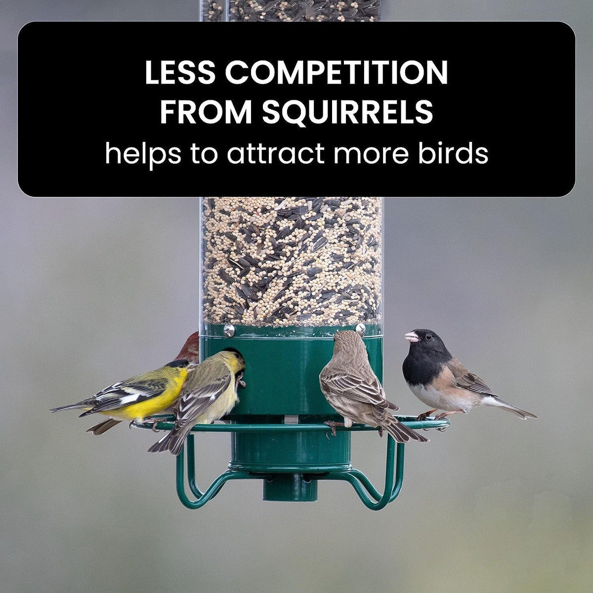 Bird Feeder Weight-Activated Squirrel-Proof 5.1 lb Capacity